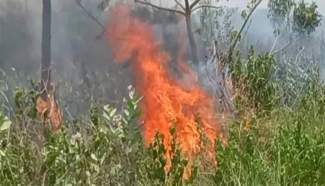 ଚେରୁପାଲି ବାଉଁଶ ବଣରେ ନିଆଁ