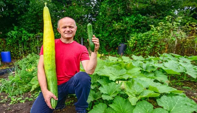 ନୂଆ ସମୟ ନୂଆ କଥା - ତିନି ଫୁଟିଆ କାକୁଡ଼ି