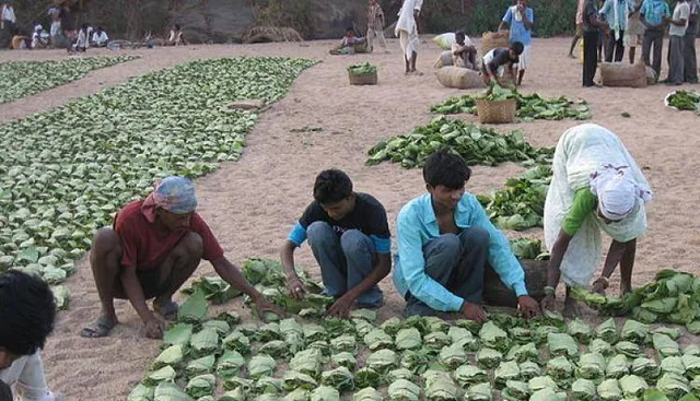 ରଥଯାତ୍ରା ପୂର୍ବରୁ ତୋଳାଳିଙ୍କୁ ପ୍ରାପ୍ୟ ଦିଆଯାଉ