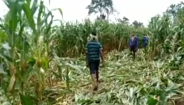 ଚାଷୀଙ୍କ ୨ ଏକର ଆଖୁଚାଷ ନଷ୍ଟକଲେ ହାତୀପଲ