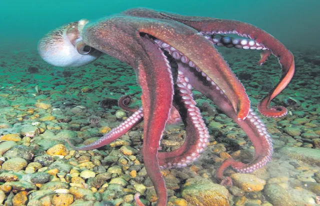 ସାମୁଦ୍ରିକ ଜୀବ ଅକ୍‌ଟୋପସ୍‌ ଗଢୁଛନ୍ତି ସହର!