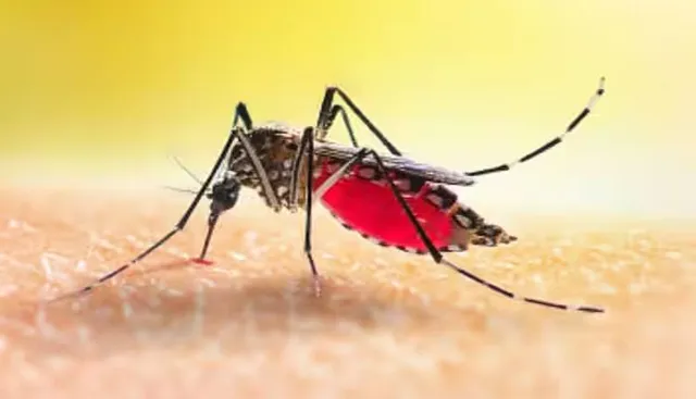 ମାଡ଼ିଆସୁଛି ଡେଙ୍ଗୁ: ଡ୍ରାଏ ଡେ’ କଥା ଭୁଲିଗଲେ