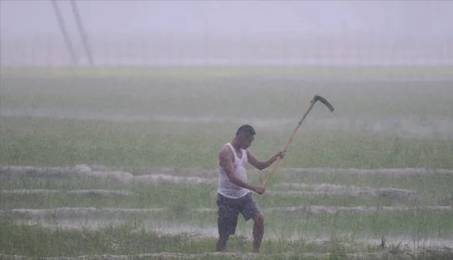 ବର୍ଷିଲା ମୌସୁମୀ, ତରବର ହେଲା ଚାଷୀ