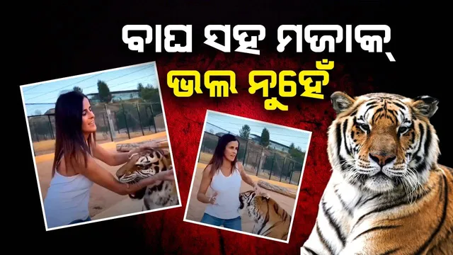 ବାଘ ସହ ଖେଳୁଥିଲେ ଯୁବତୀ: ଅଚାନକ ହାତକୁ ଓ ଅଣ୍ଟାକୁ...