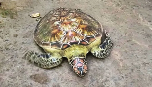 ଚିଲିକାରୁ ବିରଳ କଇଁଛ ଉଦ୍ଧାର