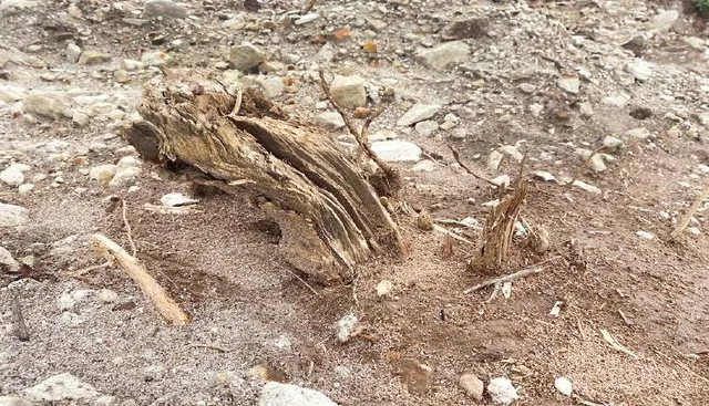 ଶିଖରଚଣ୍ଡୀ ଜୈବ ବିବିଧତା ନଷ୍ଟ ପ୍ରସଙ୍ଗ: ପୋଡ଼ିଲେ, କାଟିଲେ, ପୋତିଲେ