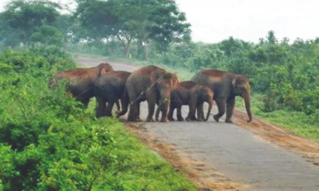 ଚନ୍ଦକା-ଡମପଡ଼ା ଅଭୟାରଣ୍ୟରେ ହାତୀ: ୨୦୧୭ରେ ଗୋଟିଏ, ଏବେ ୩୭