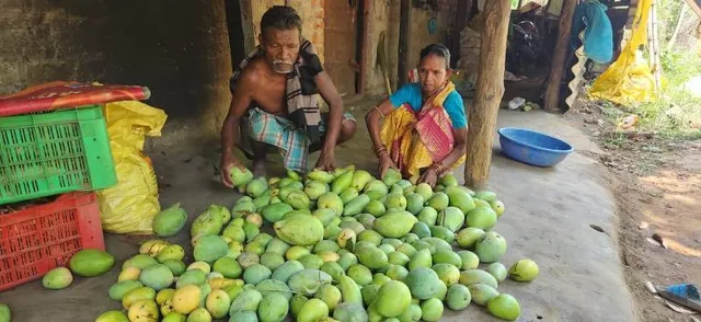 କାଳ ହେଲା କାଳବୈଶାଖୀ; ପବନରେ ଝଡ଼ିଗଲା ବର୍ଷକର ରୋଜଗାର