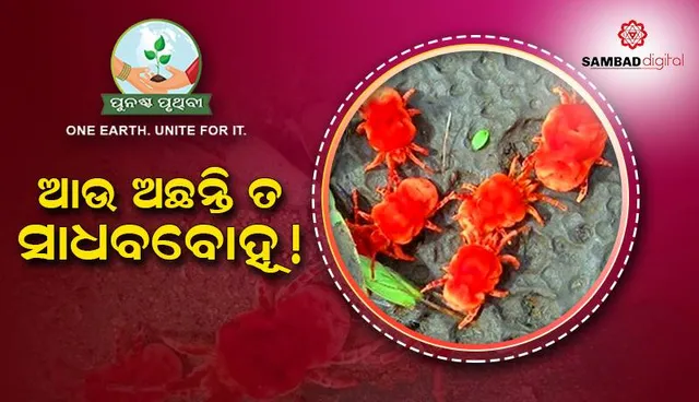 ଆଉ ଅଛନ୍ତି ତ ସାଧବବୋହୂ!