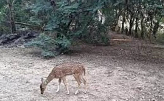 ପୂର୍ବ ଘଟଣାରୁ ଶିଖିଲେନି, ରାସାୟନିକ ବିଷ ଦେଇ ଜନ୍ତୁ ଶିକାର !