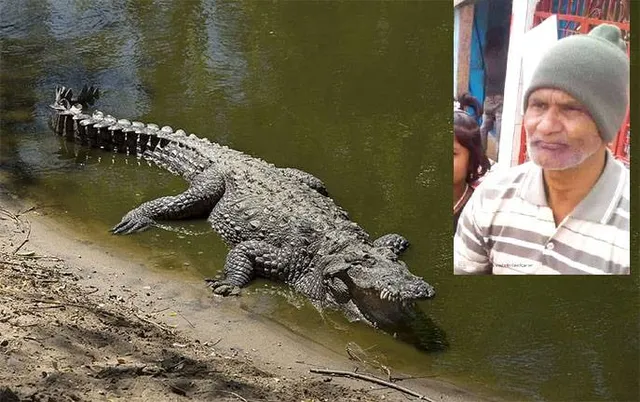 ଶୌଚବେଳେ ବୃଦ୍ଧଙ୍କୁ ଟାଣିନେଲା କୁମ୍ଭୀର, ୧୫ ଦିନରେ ଗଲାଣି ୩ ଜୀବନ