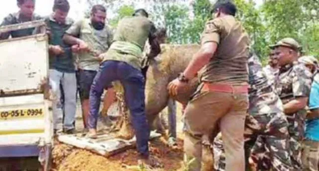 ଗୋଠଛଡ଼ା ହାତୀ ଛୁଆ ଅସୁସ୍ଥ