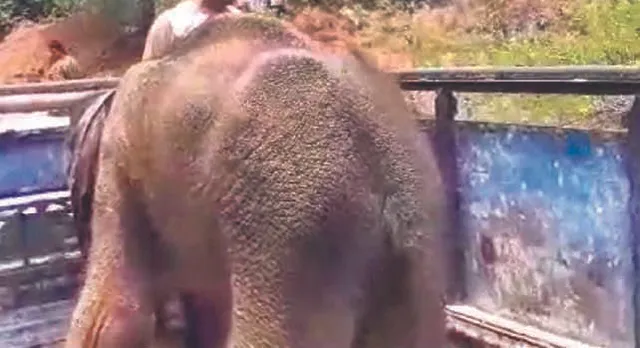 ଗୋଠଛଡ଼ା ହାତୀ ଛୁଆର ମୃତ୍ୟୁ, ୧୬ ଦିନ ଧରି ଚାଲିଥିଲା ଚିକିତ୍ସା