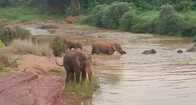 ଜଳକ୍ରୀଡ଼ା କଲେ ହାତୀ