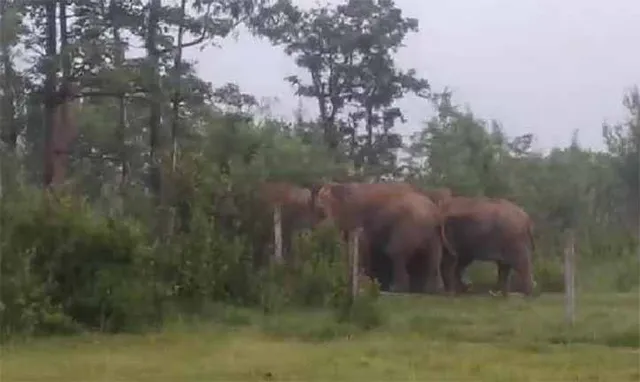 ୧୮ ଟିକିଆ ହାତୀପଲ; ଭୟରେ ଚାଷୀ ଆଗୁଆ କାଟିଲେ ଧାନ ଫସଲ