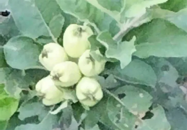 ଦଶରଥପୁରରେ ଫଳୁଛି ସେଓ