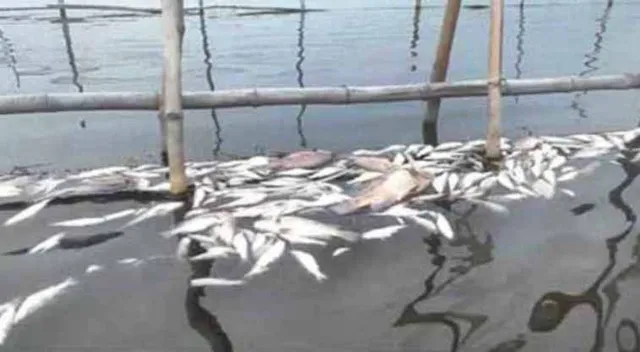 ଘେରିରେ ୨୦ଲକ୍ଷ ଟଙ୍କାର ମାଛ ମରି ଭାସିଲେ, ପୂର୍ବ ଶତ୍ରୁତାରୁ ବିଷ ପକାଯାଇଥିବା ଅଭିଯୋଗ