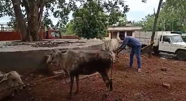 ବିଳମ୍ବିତ ରାତିରେ ପୁଲିସର ଚଢ଼ଉ: ୨ଟି ଗୋରୁ ବୋଝେଇ ଗାଡ଼ି ଜବତ, ୫ ଗୋଚାଲାଣକାରୀ ଅଟକ