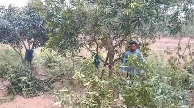 କାଉଗୁଡ଼ା ଅଞ୍ଚଳରେ ହାତୀ ଉପଦ୍ରବ