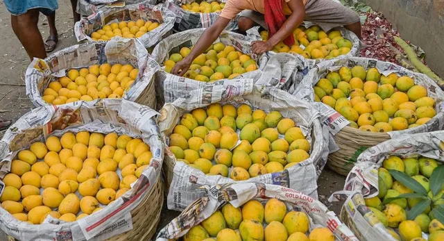 ରାଷ୍ଟ୍ରପତି ମୁର୍ମୁ ଓ ପ୍ରଧାନମନ୍ତ୍ରୀ ମୋଦୀଙ୍କ ପାଇଁ ବଙ୍ଗର ସବୁଠୁ ଭଲ ଆମ୍ବ ପଠାଇଲେ ମମତା ବାନାର୍ଜୀ