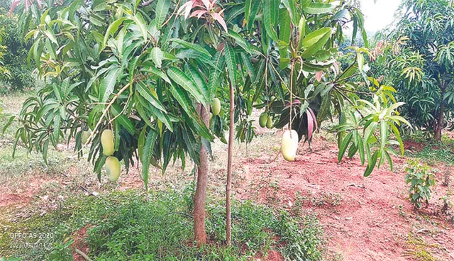 ପଦ୍ମଶ୍ରୀ ରାଧାମୋହନଙ୍କ ବଗିଚାରୁ ଟ୍ରିପ୍ ଟ୍ରିପ୍ ଆମ୍ବ ଗାଏବ୍