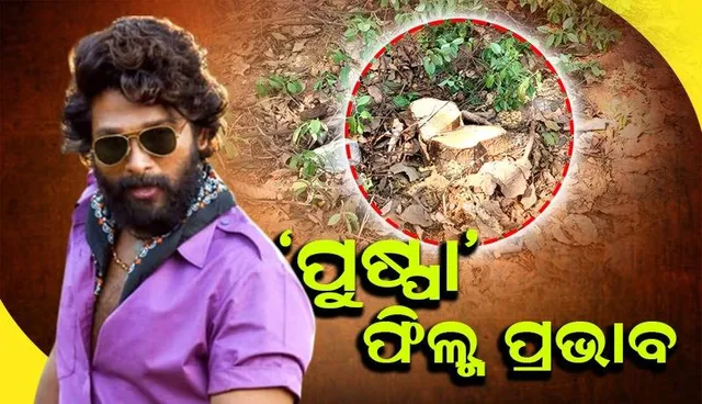 ଶିବ ମନ୍ଦିର ପ୍ରାଙ୍ଗଣ ଓ ଜଣଙ୍କ ଘରୁ ୧୫ ବର୍ଷର ଉର୍ଦ୍ଧ୍ଵ ଚନ୍ଦନ ବୃକ୍ଷ କାଟିନେଇଗଲେ ଦୁର୍ବୃତ୍ତ