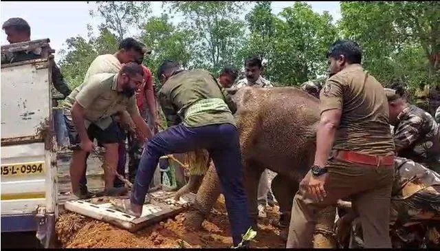 ଅସୁସ୍ଥ ହାତୀକୁ କପିଳାଶ ରେସକ୍ୟୁ ସେଣ୍ଟର ପହଞ୍ଚାଇବା ପାଇଁ ଉଦ୍ୟମ।