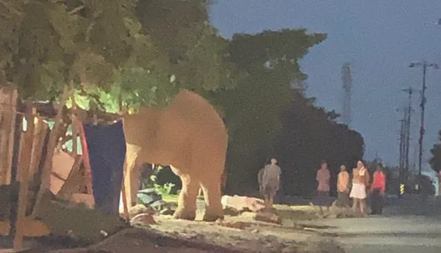 ଭରତପୁର କଲୋନୀରେ ହାତୀ, ଲୋକେ ଭୟଭୀତ