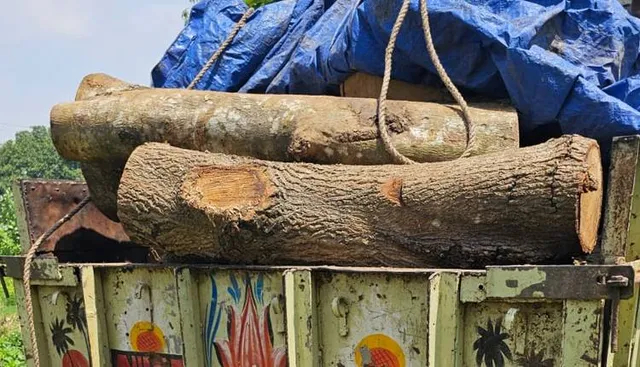 ଚୋରା କାଠ ବୋଝେଇ ବୋଲେରୋ ଜବତ