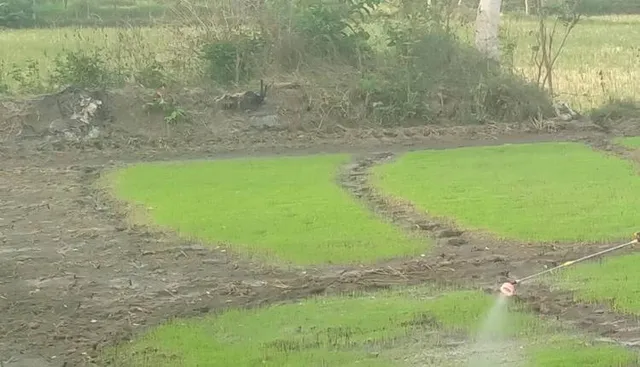 ଧୋକା ଦେଲା ମୌସୁମୀ, ଚିନ୍ତାରେ ଚାଷୀ