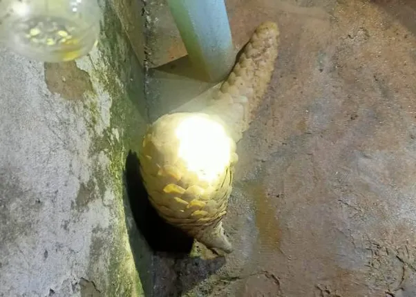 ବାଗଡ଼ିହି ବନାଞ୍ଚଳରୁ ବଜ୍ରକାପ୍ତା ଉଦ୍ଧାର