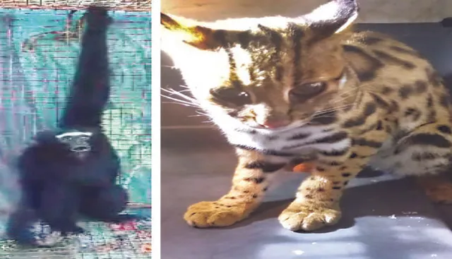 ନନ୍ଦନକାନନକୁ ଆସିଲେ ହୁଲକ୍ ଗିବନ ଓ ଚିତା ବିରାଡ଼ି