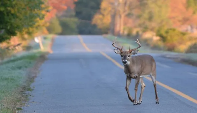 ଗାଡ଼ି ଧକ୍କାରେ ହରିଣର ଜୀବନ ଗଲା