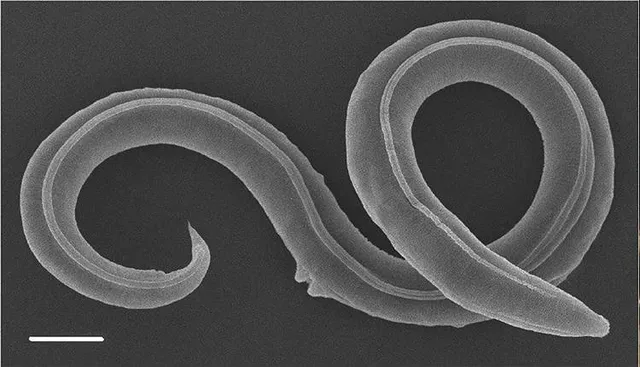 ୪୬ ହଜାର ବର୍ଷର ବରଫାୟିତ କୃମିକୁ ପୁନରୁଜ୍ଜୀବିତ କଲେ ବୈଜ୍ଞାନିକ