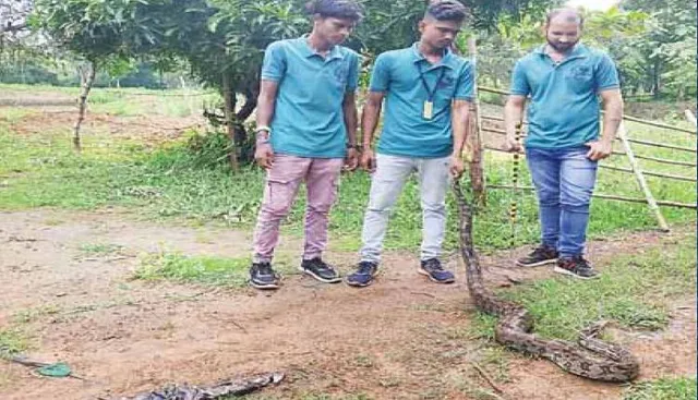 ୧୦ ଫୁଟିଆ ଅଜଗର ଉଦ୍ଧାର: ଗିଳିଥିଲା ୧୦ ବତକ ଛୁଆ