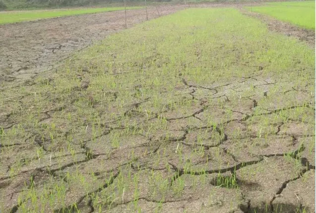 ମରୁଡ଼ି ଆଶଙ୍କା ବଳବତ୍ତର: ୪୪ ଲକ୍ଷ ହେକ୍ଟର ଜମିରେ ଆରମ୍ଭ ହୋଇନି ଚାଷ