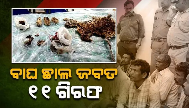 କଲରାପତରିଆର ଚମଡ଼ା ଓ ଦାନ୍ତ ସହ ନଖ କାଟି ରଖିଥିଲେ, ବିକିବା ପୂର୍ବରୁ ଧରାପଡ଼ିଗଲେ