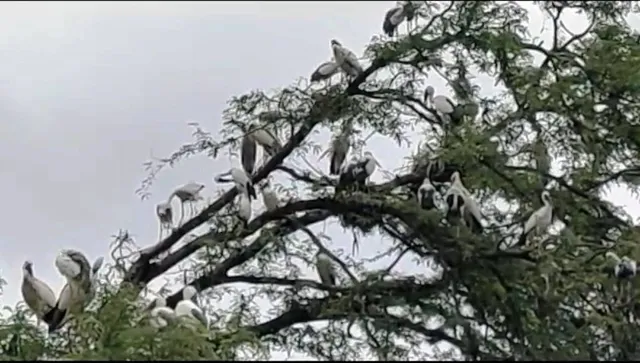 ବର୍ଷାର ସଂକେତ ନେଇ କୁଣ୍ଢେଇଗୋଲାକୁ ଆସନ୍ତି ପକ୍ଷୀ