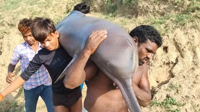 ଜାଲରେ ପଡ଼ିଥିବା ଡଲ୍‌ଫିନ୍‌କୁ ରାନ୍ଧି ଖାଇଦେଲେ ୪ ମତ୍ସ୍ୟଜୀବୀ; ମାମଲା ରୁଜୁ କରି ଜଣକୁ ଗିରଫ କରିଛି ପୁଲିସ