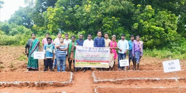 ୧୨ ପ୍ରକାର ମାଣ୍ଡିଆର ଚାରା ରୋପଣ