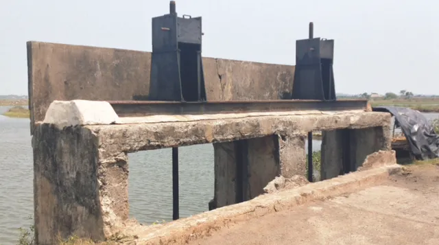 ଜମିରେ ପଶୁଛି ଲୁଣା ପାଣି, ଚାଷ କାମ ବ୍ୟାହତ, ଚିଙ୍ଗୁଡ଼ି ଘେରି ମାଲିକଙ୍କ ନିୟନ୍ତ୍ରଣରେ ଗୁଆମୁଣ୍ଡା ସ୍ଲୁଇସ୍‌ ଗେଟ୍!