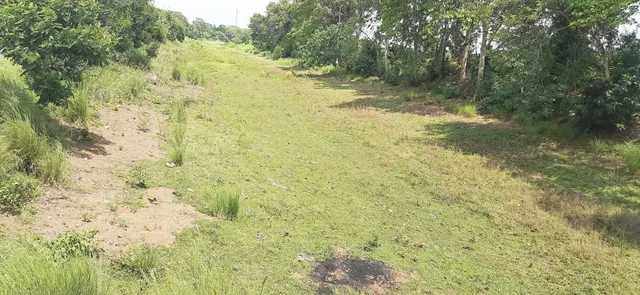 ବର୍ଷାଭାବରୁ ସ୍ଥିତି ସାଂଘାତିକ, ଜଳିଗଲାଣି ତଳିଘେରା, ନଳିତା ଫସଲ