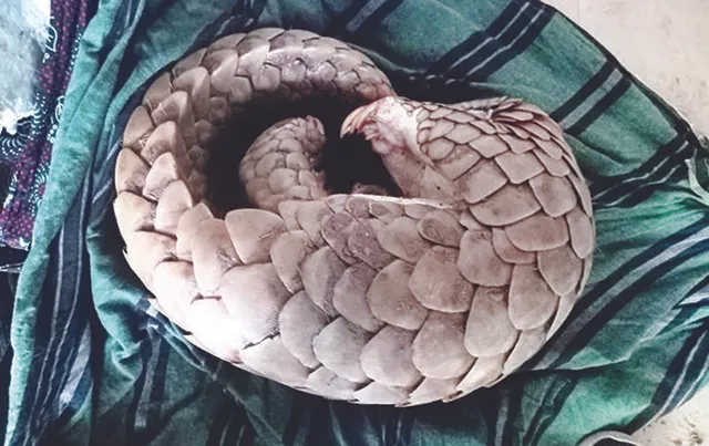 ଧରାପଡ଼ିଲା ଅନ୍ତଃଜିଲ୍ଲା ଲୁଟେରା ଗ୍ୟାଙ୍ଗ୍