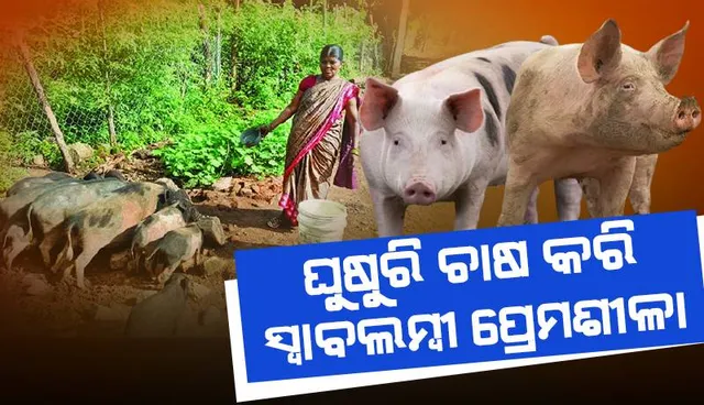 ଘୁଷୁରି ଚାଷ କରି ସ୍ବାବଲମ୍ବୀ ପ୍ରେମଶୀଳା