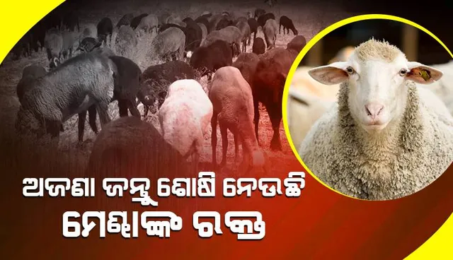 ଢେଙ୍କାନାଳରେ ମେଣ୍ଢା ମଡ଼କ: ଅଜଣା ଜନ୍ତୁ ଶୋଷି ନେଉଛି ରକ୍ତ