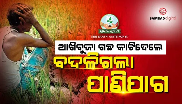 ଆଖିବୁଜା ଗଛ କାଟିଦେଲେ, ବଦଳିଲା ପାଣିପାଗ: ଆଷାଢ଼ରେ ମାଟି ଶୁଖିଲା