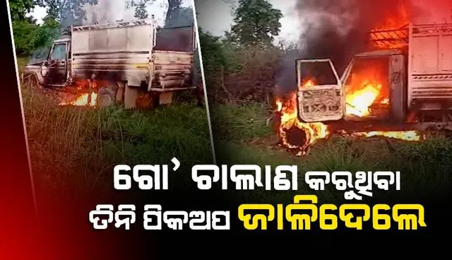 ଗୋ’ ଚାଲାଣ କରୁଥିବା ତିନି ପିକଅପ ଜାଳିଦେଲେ: ଗୋରୁଙ୍କୁ ଉଦ୍ଧାର କଲେ