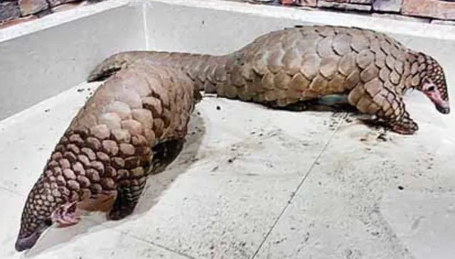 ସୁବର୍ଣ୍ଣପୁର ଜିଲ୍ଲାରେ ଅସୁରକ୍ଷିତ ବନ୍ୟପ୍ରାଣୀ