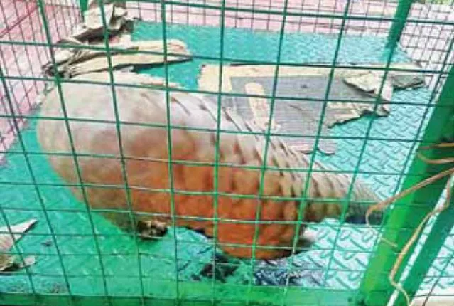 ବଜ୍ରକାପ୍ତା ଉଦ୍ଧାର: ସୋମବାର ଜଙ୍ଗଲରେ ଛଡ଼ାଯିବ