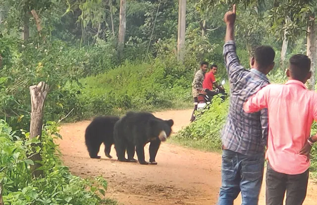 ନୂଆପଡ଼ାରେ ଭାଲୁ-ମଣିଷ ଲଢ଼େଇ: ୬ ବର୍ଷରେ ମଲେଣି ୧୧ ଭାଲୁ, ୬ ମଣିଷ